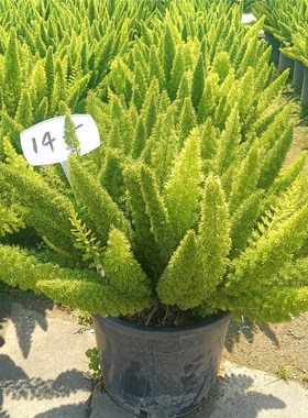 狐尾天门冬盆栽好养易活多年生绿植室内外吸甲醛常绿武竹网红植物