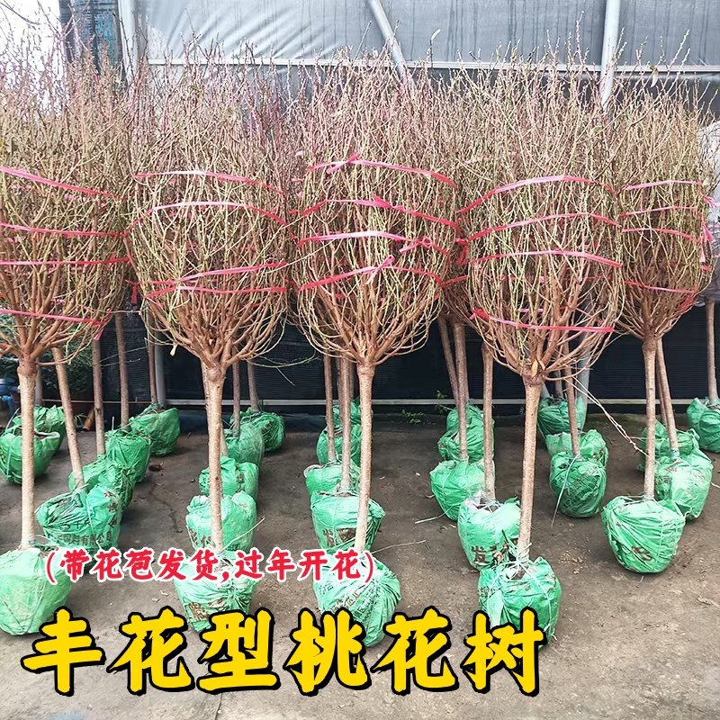 正宗桃花树真树盆栽鲜花年宵花卉耐寒多年生植物花园阳台可种植,鲜花速递/花卉仿真/绿植园艺,绣球/木绣球/木本植物,淘宝优惠券,粉丝福利购,淘宝优惠卷