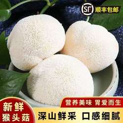 古田妹深山新鲜猴头菇2斤 活鲜食用菌菇非东北长白山干货猴头蘑菇