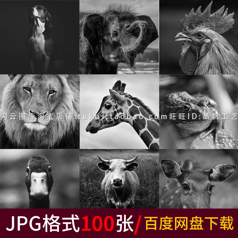 黑白动物特写摄影照片美术艺术学生写生临摹绘画素材图库高清图片