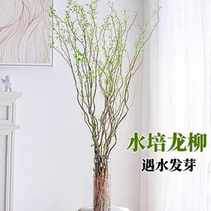 鲜枝水培植物国风藤条客厅网红盆栽花卉室内好养活龙柳条鱼缸水培