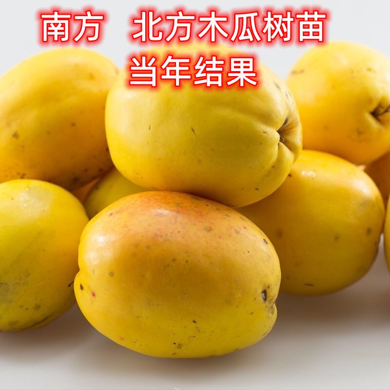闻香木瓜北方耐寒药食用酸木瓜光皮木瓜矮化盆栽当年结果木瓜盆景