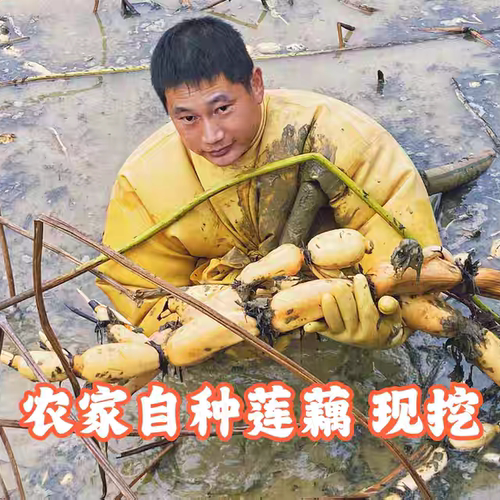 顺丰包邮农家自种有机无农药莲藕菜藕炖汤清炒糯粉现挖现发无漂白
