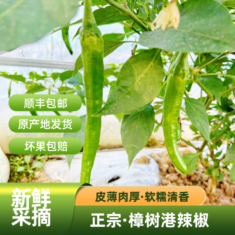 湖南正宗有机樟树港辣椒露天基地包邮现摘薄皮香辣产地直发新鲜