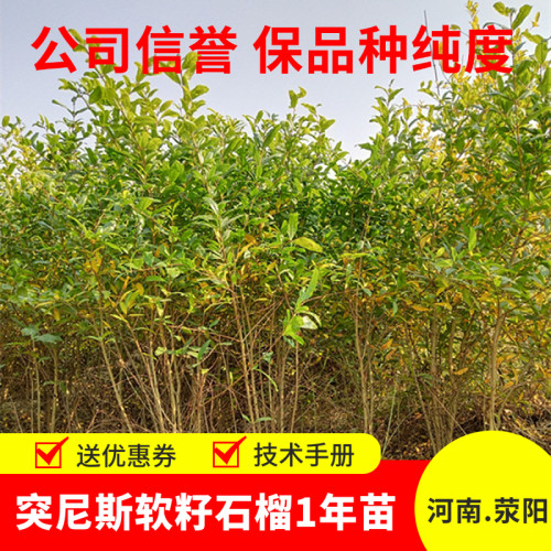 突尼斯软籽石榴树苗荥阳基地直发