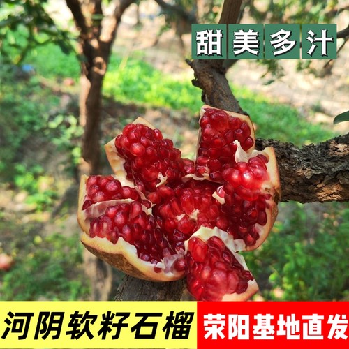 河阴缘软籽石榴新鲜水果5斤包邮