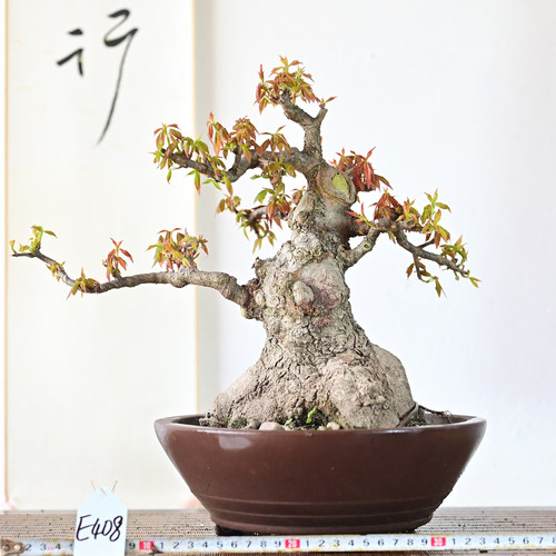 原生唐枫矮霸小品盆景