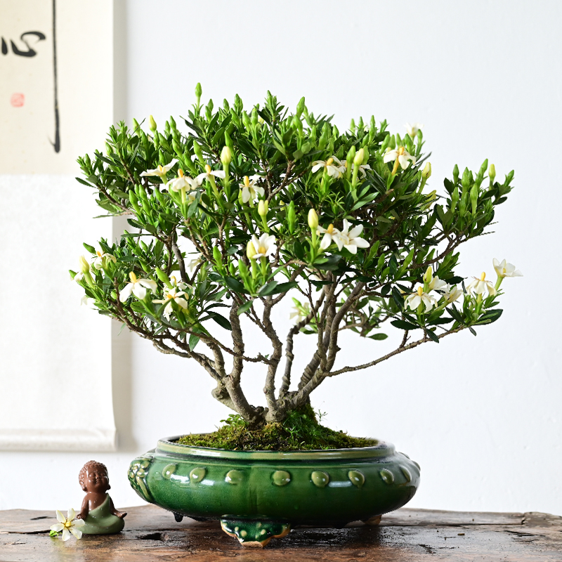 日本丸叶达摩清誉栀子小品盆景观花提根附石一本多杆大树型