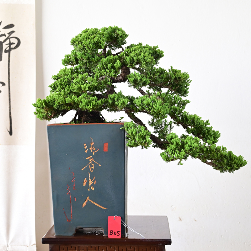 新西兰珍珠柏老桩临水悬崖造型盆景四季常绿中式盆栽植物