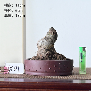 小叶榔榆榆树盆景老桩素材熟桩一物一拍