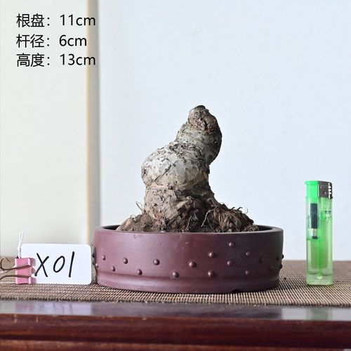 小叶榔榆榆树盆景老桩素材熟桩一物一拍