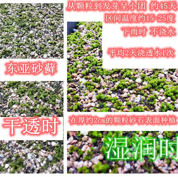 东亚砂藓种子耐晒耐寒耐热