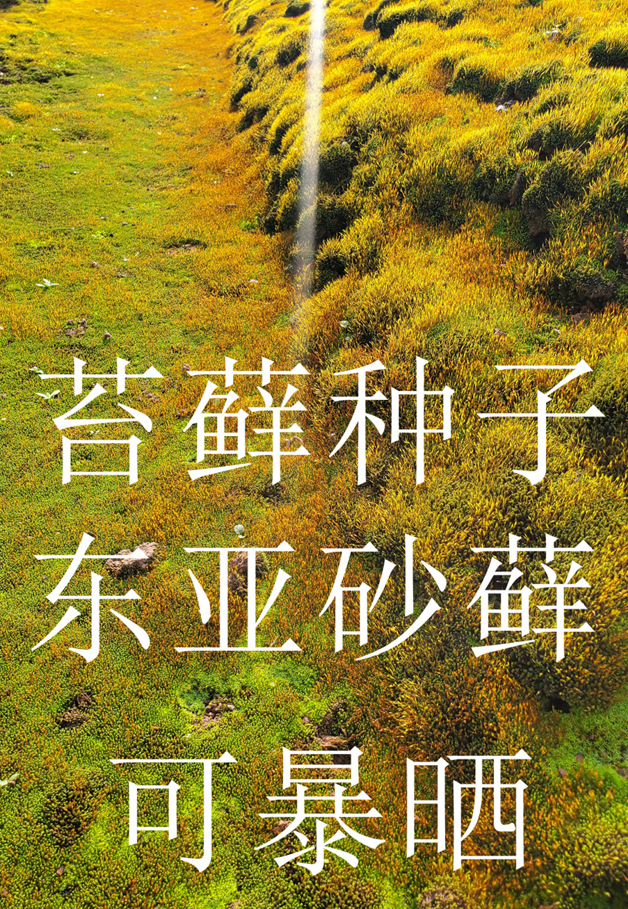 庭院用苔藓东亚砂藓种子青苔孢子粉草坪铺面草矮小耐旱真耐晒常绿