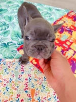 Sira pet new pet собака холодная подушка кошачья собака гнездо охлаждение ледяной подушка метод золотодоелеть