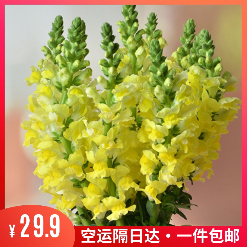 金鱼草鲜花一扎10支云南昆明基地直发家用室内办公室花束空运包邮