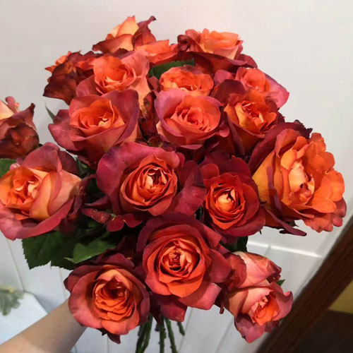 咖啡时间玫瑰鲜花复古玫瑰高端昆明家庭办公室插花一扎空运包邮