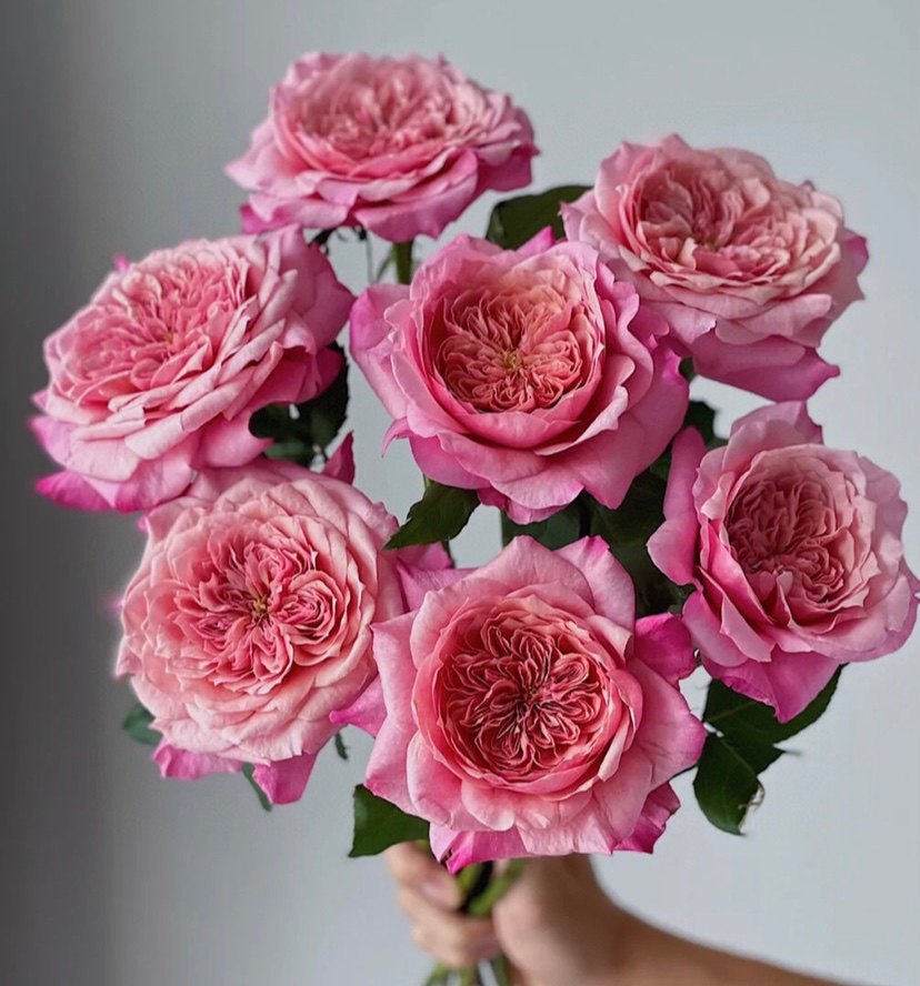 鲜花玫瑰美琴雅致皇后稀有单头家庭水养插花鲜切花空运包邮云南