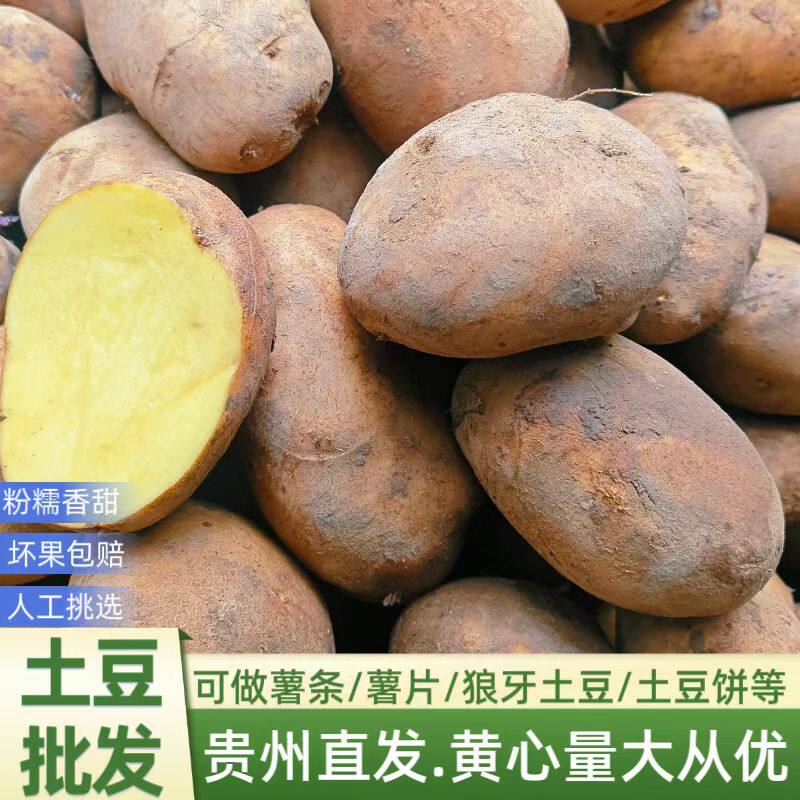 批发价50-100斤贵州威宁黄心皮老土豆新鲜洋芋粉糯马铃薯新鲜商用