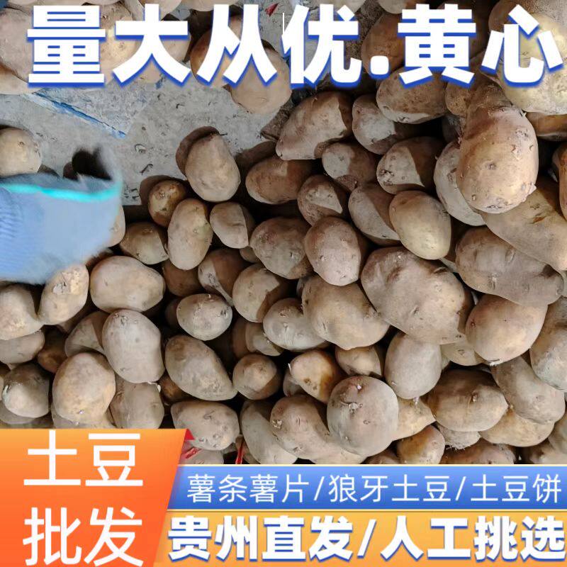 批发价50-100斤贵州威宁黄心皮老土豆新鲜洋芋粉糯马铃薯新鲜商用