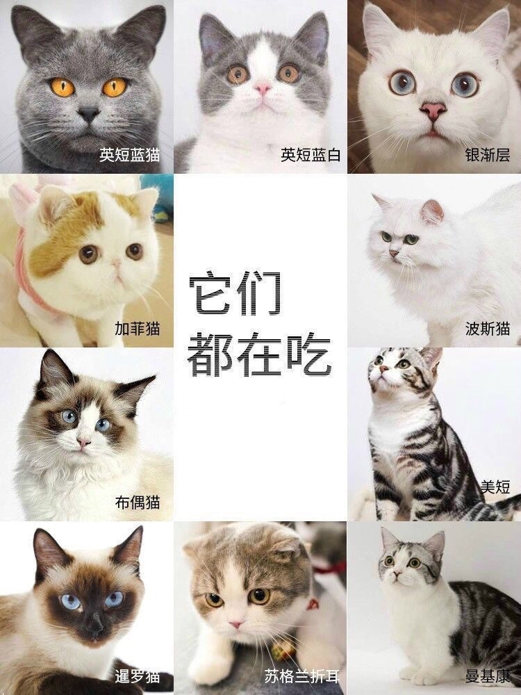 救助猫粮流浪猫救助散装猫粮狗狗可吃