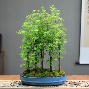 水杉丛林盆景盆栽办公桌绿植养眼小植物好养木本久生植物微型盆景