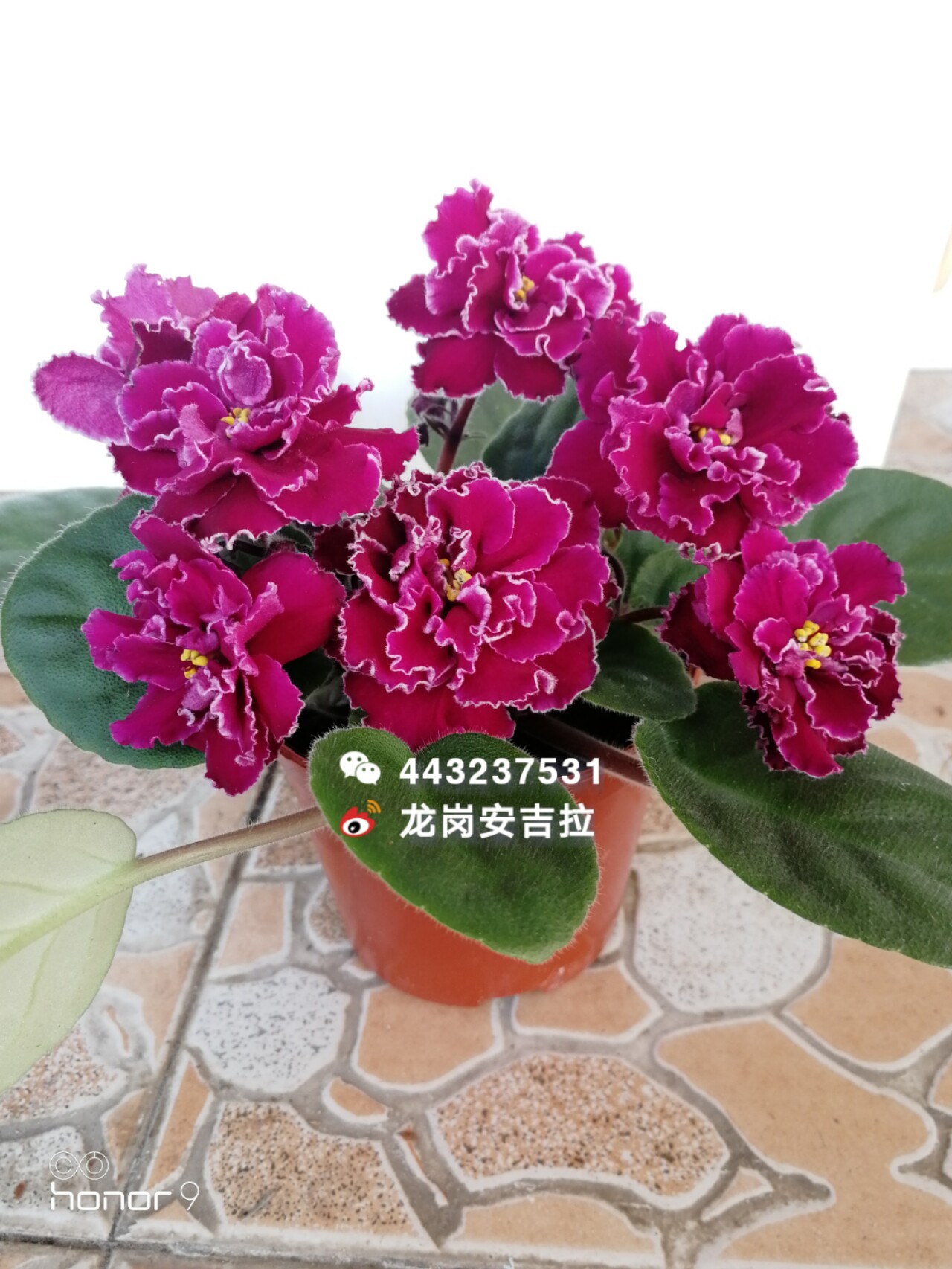 非洲堇紫罗兰四季开花 俄系 水手之舞  重瓣花超级大6m!