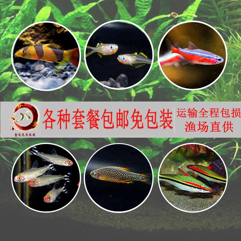 宝莲灯鱼大号灯科鱼热带鱼群游小精灵红鼻子剪刀金波子鱼小型包邮在类目 宠物/宠物食品及用品, 水族世界, 鱼中 - 来自Buy2taobao.com提供专业的淘宝代购服务