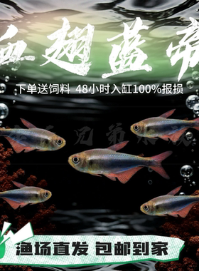 血翅蓝帝灯鱼小型热带观赏鱼蓝色灯鱼群游鱼闪光蓝线灯科淡水草缸