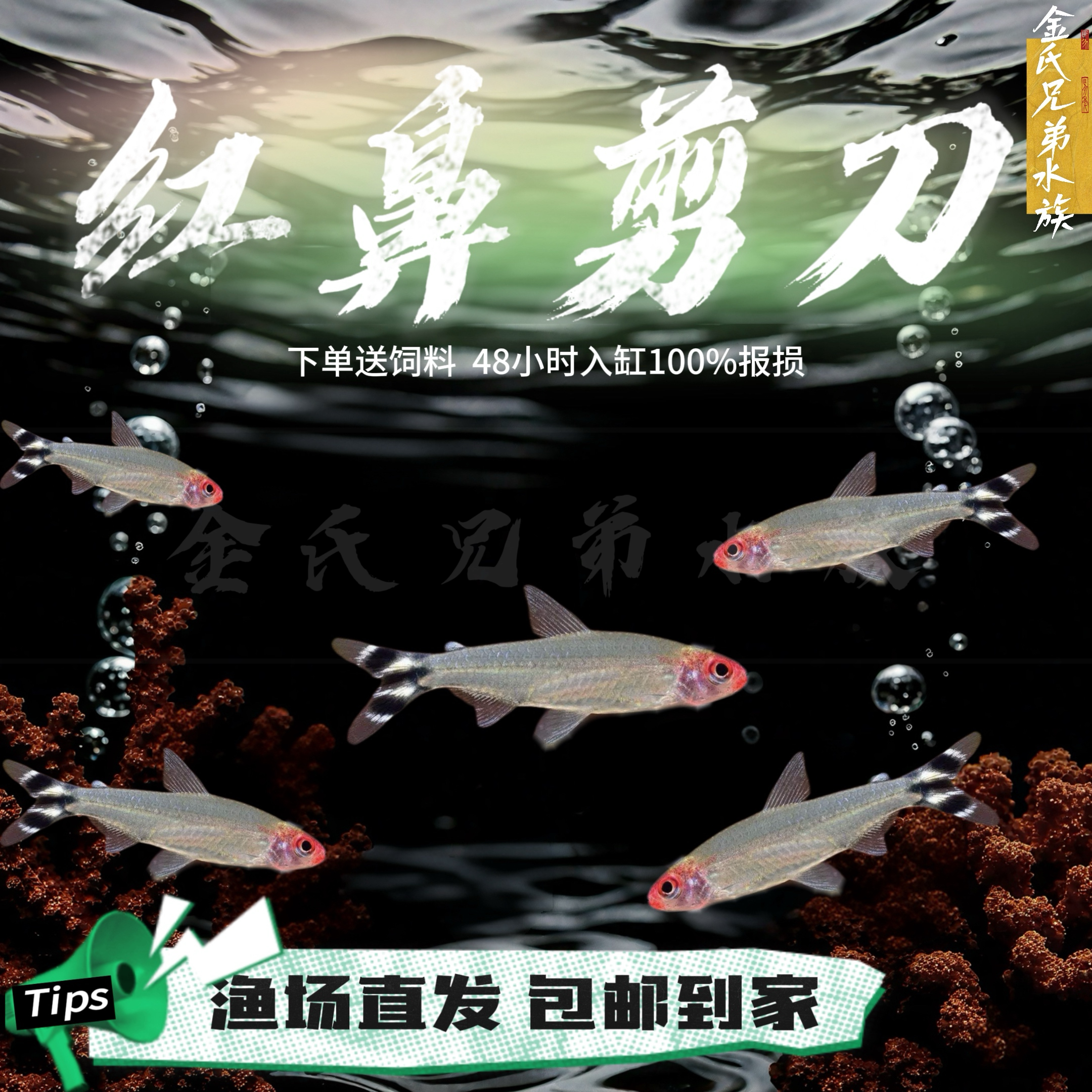 金氏兄弟可卡南美已定秒杀草缸