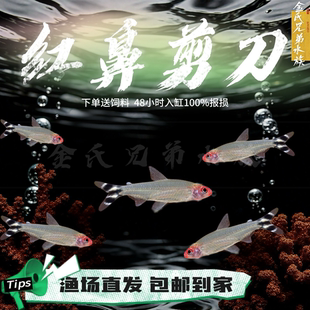 红鼻剪刀小型热带鱼观赏鱼草缸灯鱼活体淡水混养群游鱼红鼻子灯鱼