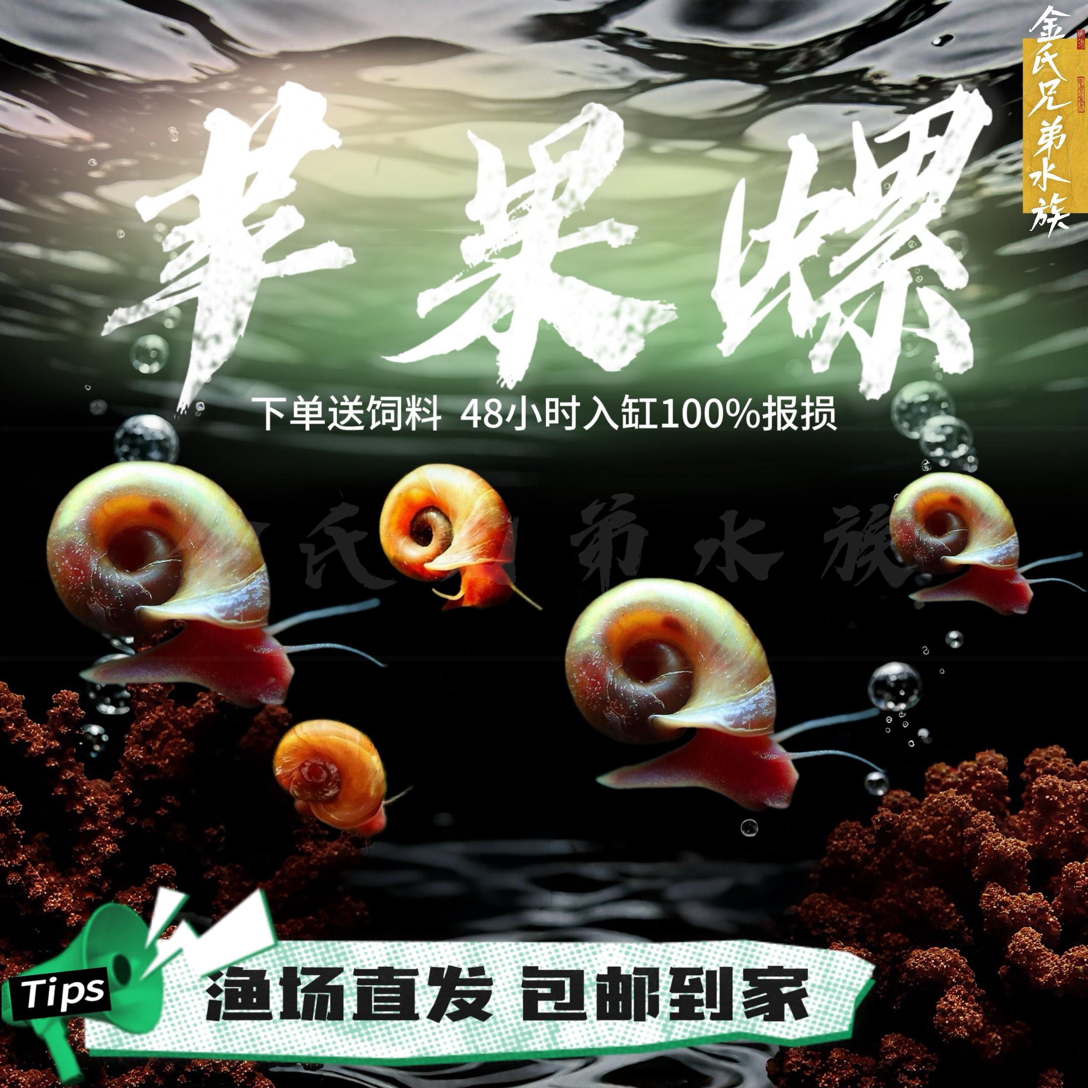 苹果螺除藻螺鱼缸清洁工具螺除藻螺