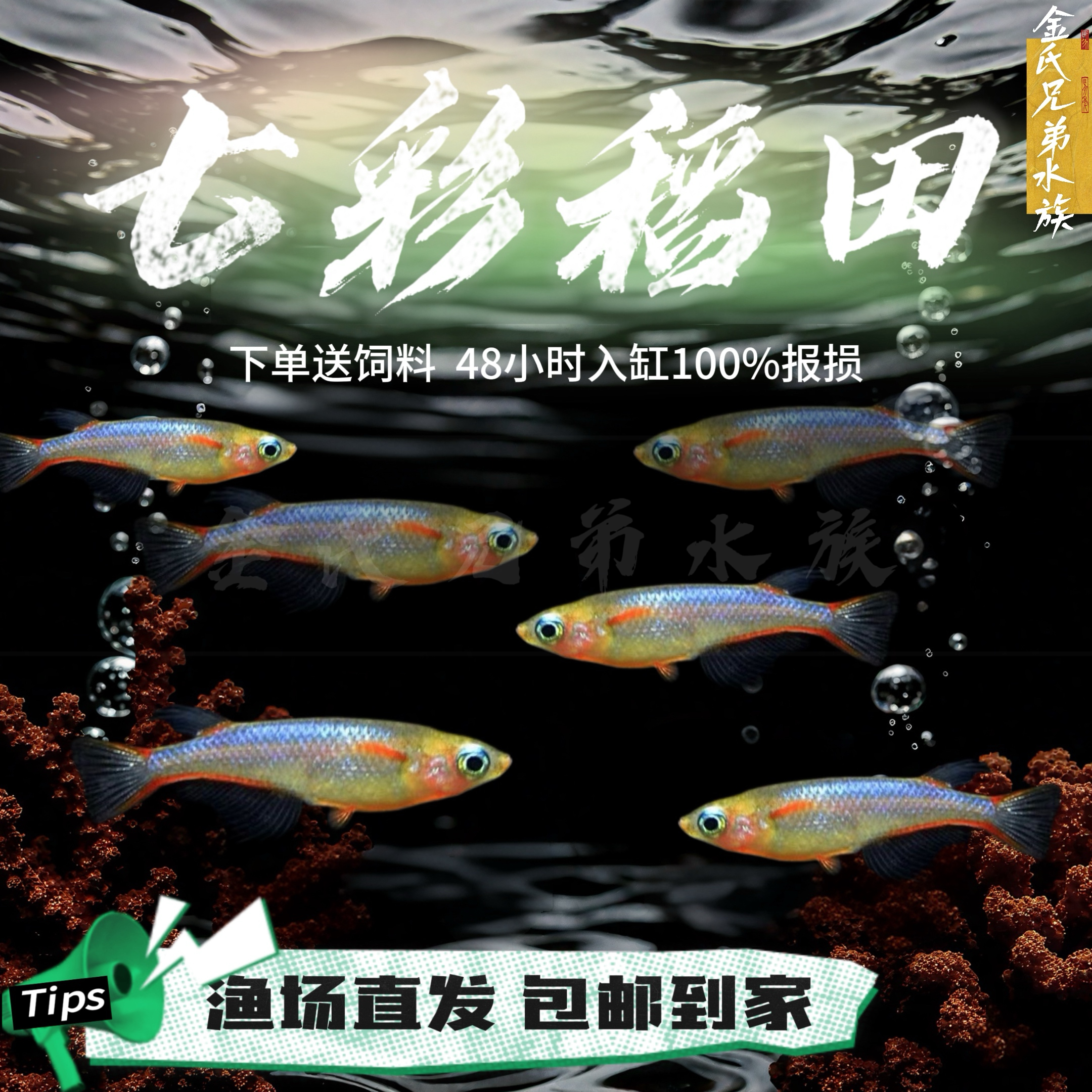 七彩稻田鱼观背七彩霓虹稻田鱼小型热带鱼淡水鱼观赏鱼梦幻鳉科鱼