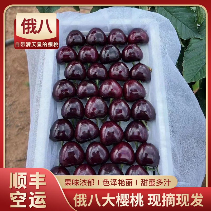 应季俄8大樱桃大连头茬大果