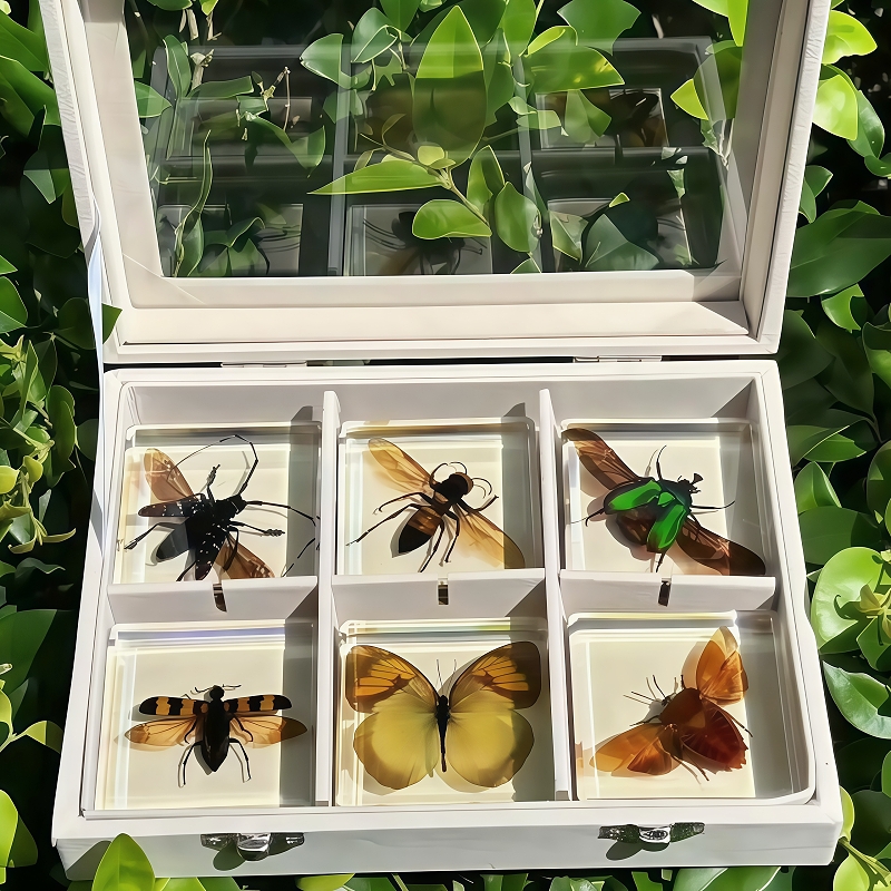 真实昆虫标本昆虫展翅