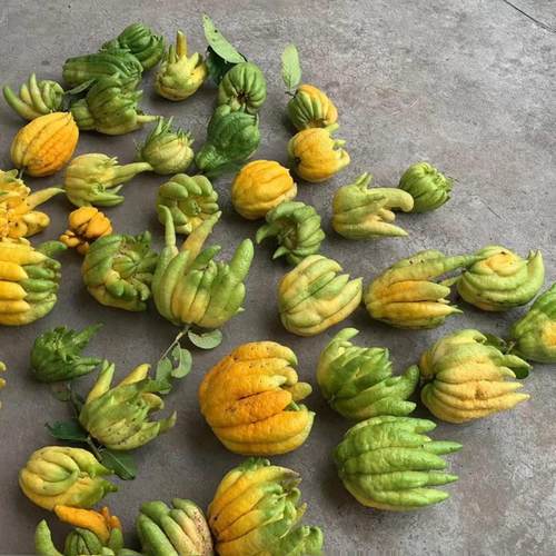 新鲜采摘佛手柑食用果！微瑕果，食用闻香性价比高！介意慎拍！