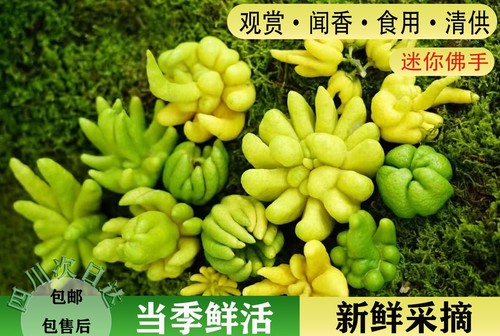 【迷你佛手】佛手柑鲜果现摘现发可爱小迷你观赏闻香把玩挂件吊坠