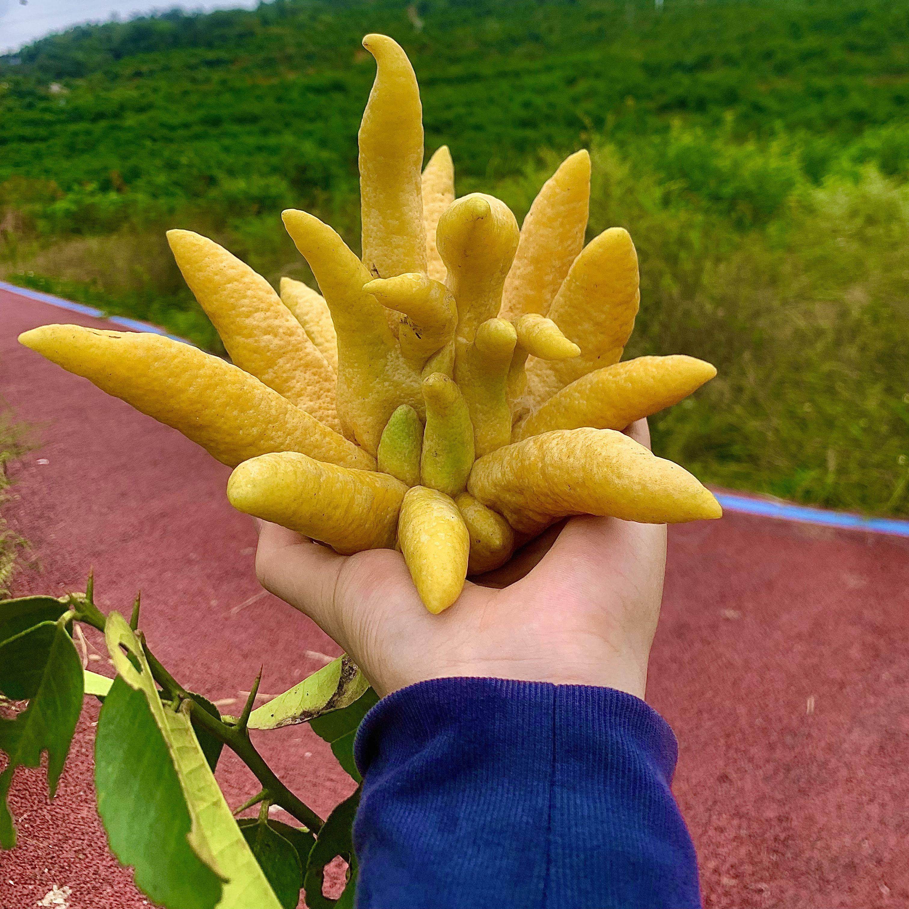 佛手柑新鲜现摘香味四溢天然香薰清供观赏可食用川佛手可带枝水养