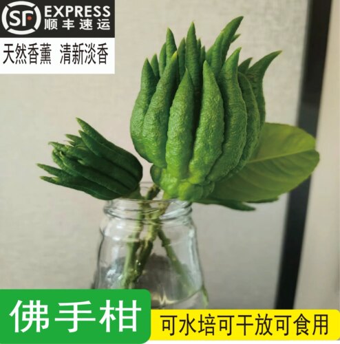带枝水养佛手果佛手柑清供观赏水培把玩插花新鲜现摘佛手顺丰包邮