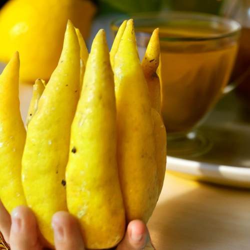 佛手柑现摘现发中果大果川佛香薰闻香观赏清供佛手果带枝水养包邮