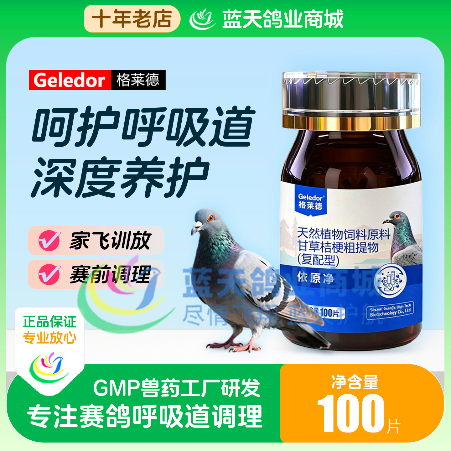 格莱德信赛鸽观赏鸽呼吸道依原净