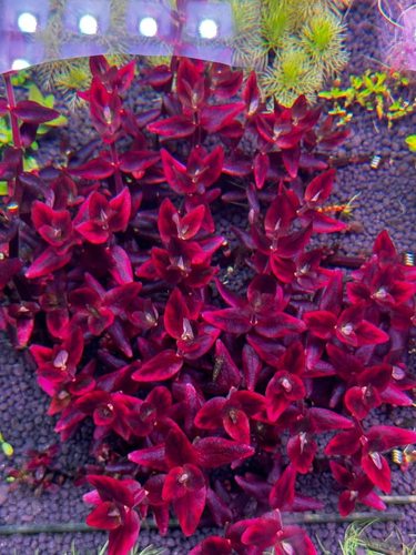 高端稀有水草新加彩虹虎耳水草/非普通的紫虎耳/非粉虎耳/