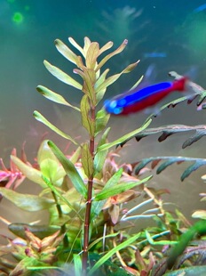 高端稀有水草孟加拉蝴蝶宫廷/非屠戮宫廷/非美杜莎宫廷