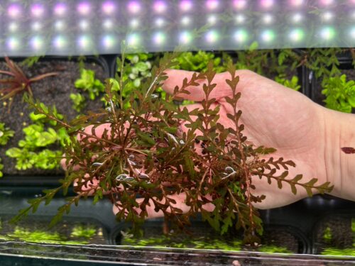 uk羽裂水蓑衣雨裂水草阴性草水下叶草缸造景ADA稀有高端水草合集