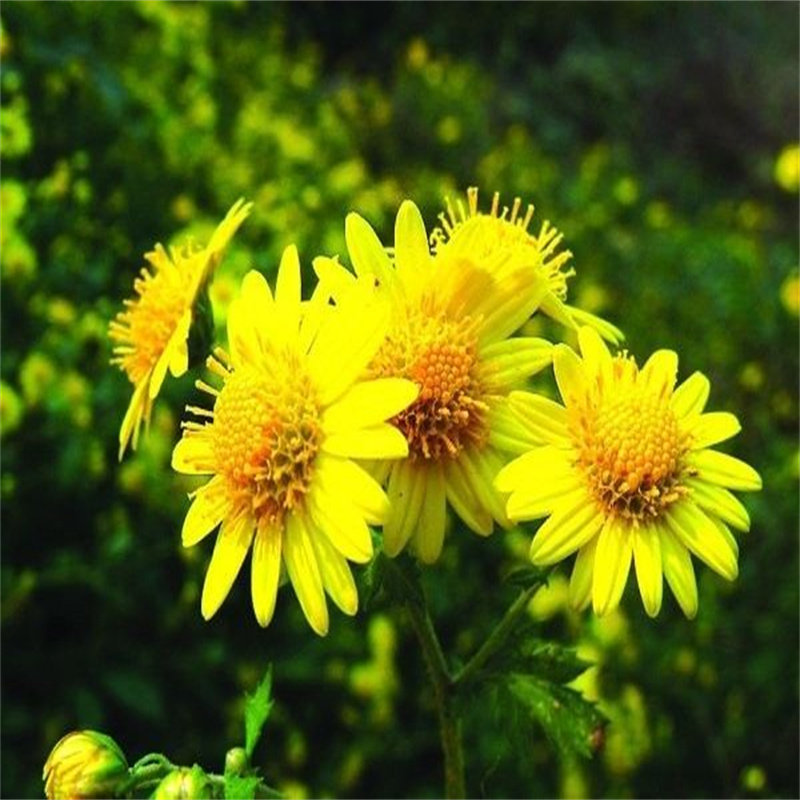 2022新鲜野菊花小野菊花茶 菊花根 菊花整颗 中药材散装500克包邮