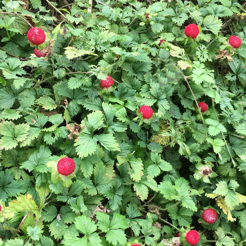 秒杀蛇莓草新鲜 天然三脚虎和尚头草 蛇莓 龙吐珠倒地枚现采中草
