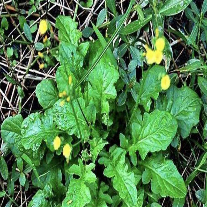 黄鹌菜河南还阳草野芥菜