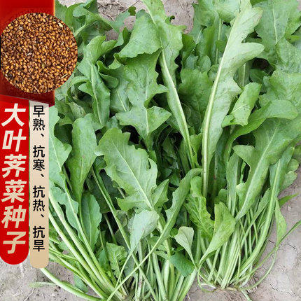 荠菜种子大全农家四季食用盆栽