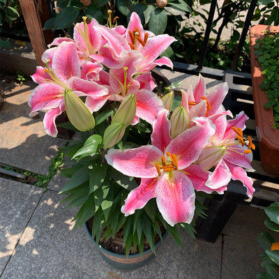 带芽百合种球四季香水