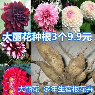 大丽花种球种根 盆栽大理花种根矮生大力花大丽菊种子地瓜花球根