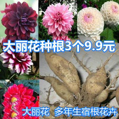 大理大力球根大丽花种球